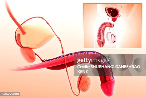 Male urinary system, computer artwork. Male urinary system, computer artwork.