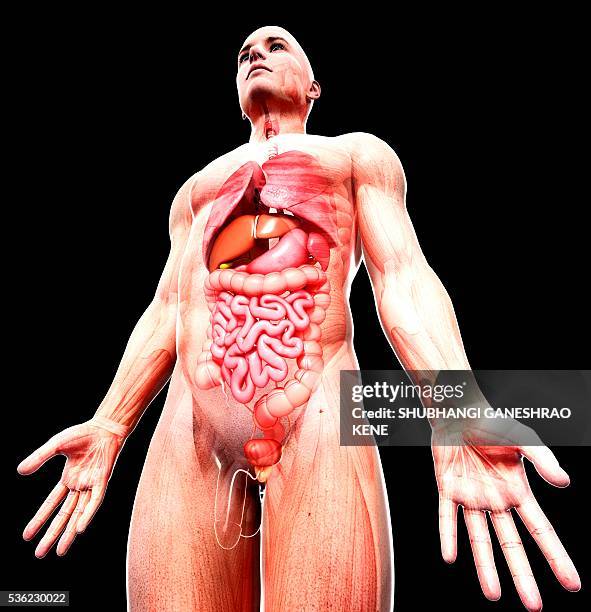 male anatomy, computer artwork. - human bladder stock illustrations