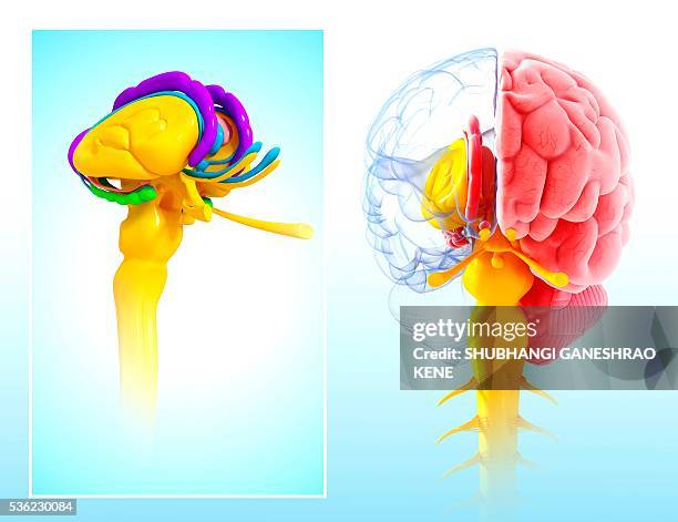 human brain anatomy, computer artwork. - hypothalamus stock illustrations