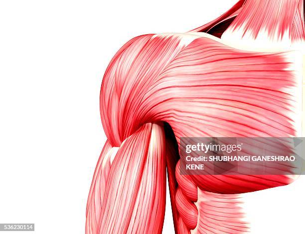 human musculature, computer artwork. - menschlicher muskel stock-grafiken, -clipart, -cartoons und -symbole