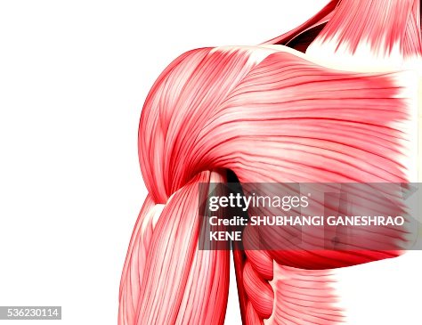 Human musculature, computer artwork. Human musculature, computer artwork.