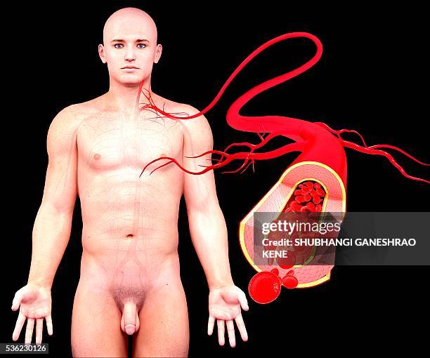 human artery, computer artwork. - single red blood cell stock pictures, royalty-free photos & images