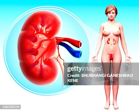 Human kidney, computer artwork. Human kidney, computer artwork.