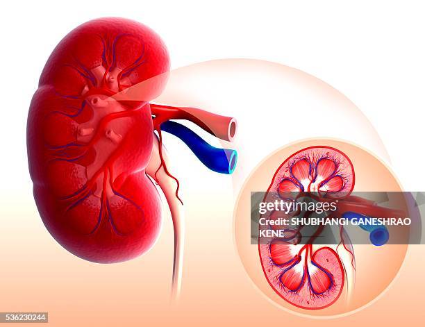Kidney Desktop 1,162 Parts Of A Kidney Stock Photos, High-Res Pictures, and Images ...