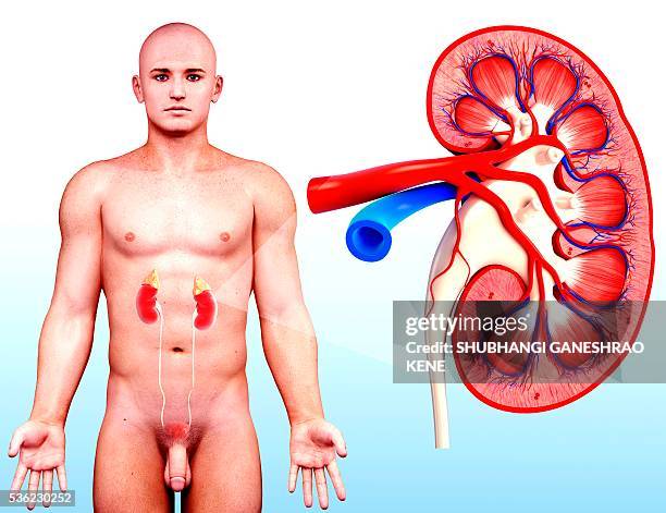 human kidney, computer artwork. - human kidney stock illustrations