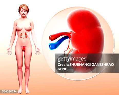 Human kidney, computer artwork. Human kidney, computer artwork.