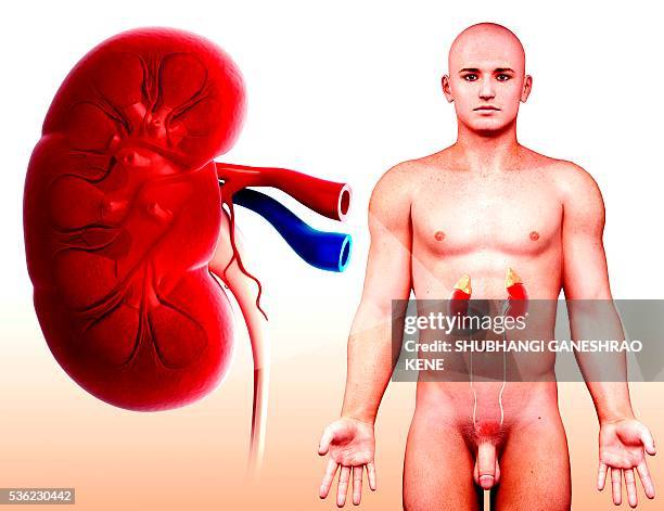 human kidney, computer artwork. - human bladder stock illustrations