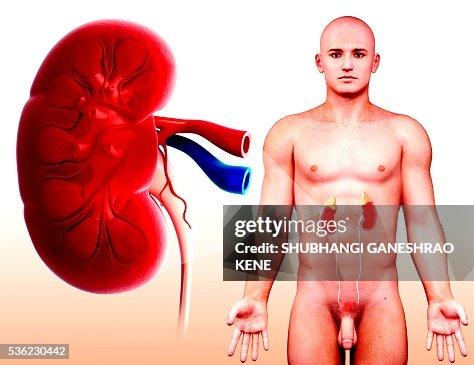 Human kidney, computer artwork. Human kidney, computer artwork.