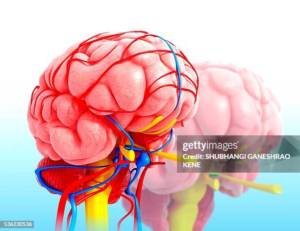 human brain anatomy, computer artwork. - olfactory bulb stock illustrations