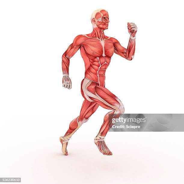 male muscles, artwork - skelettmuskel stock-grafiken, -clipart, -cartoons und -symbole