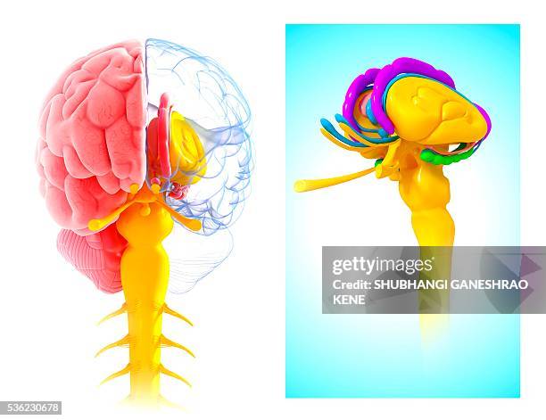 ilustraciones, imágenes clip art, dibujos animados e iconos de stock de human brain anatomy, computer artwork. - cerebral cortex