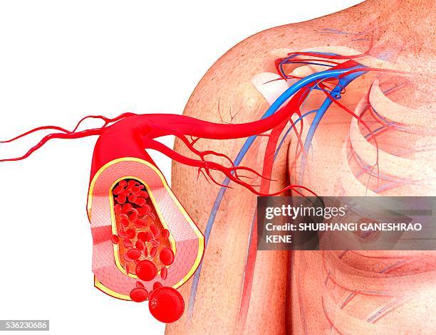 human artery, computer artwork. - single red blood cell stock pictures, royalty-free photos & images