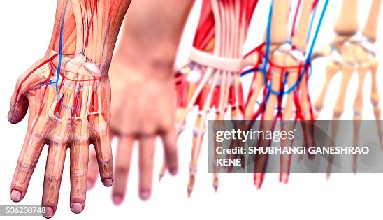 Hanmd Human Hand Anatomy Computer Artwork High-Res Vector Graphic - Getty Images