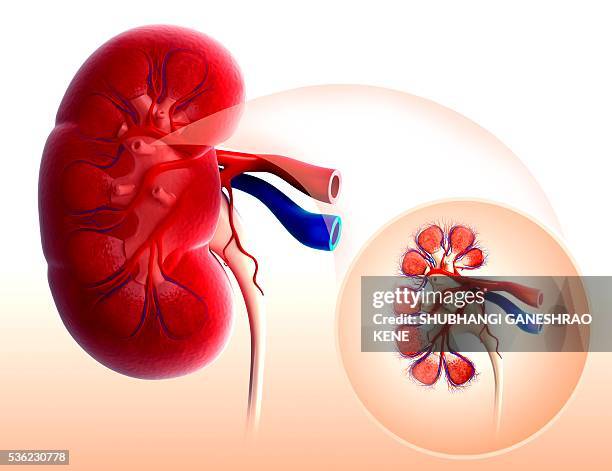 human kidney, computer artwork. - human vein stock illustrations