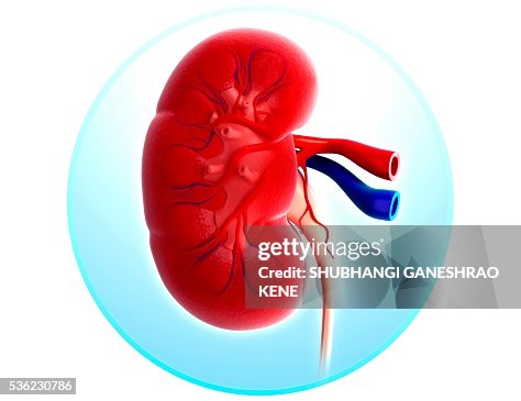 Human kidney, computer artwork. Human kidney, computer artwork.