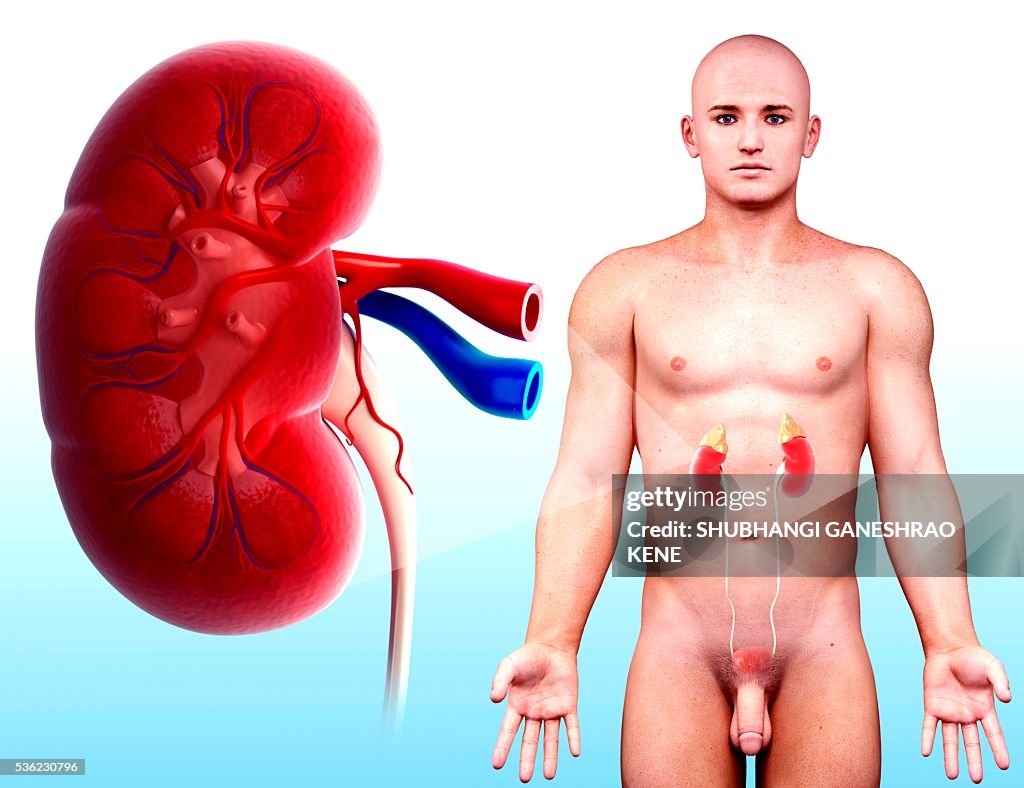 Male urinary system, computer artwork.