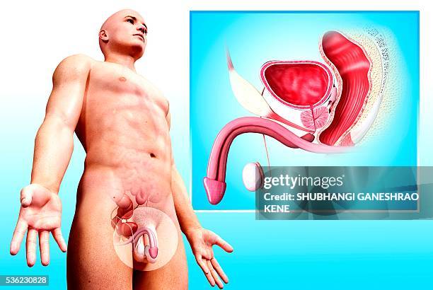male urinary system, computer artwork. - reproductive organ stock illustrations