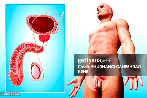 Male urinary system, computer artwork. Male urinary system, computer artwork.