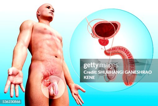 Male urinary system, computer artwork. Male urinary system, computer artwork.