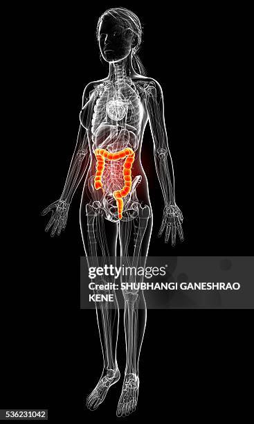female anatomy, computer artwork. - appendix stock illustrations