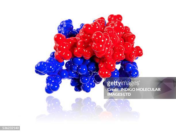 insulin molecule. computer model showing the structure of a molecule of the hormone insulin. insulin consists of two peptide chains, a and b, (red and blue) which are linked by disulphide bridges. it plays an important role in blood sugar regulation. - scuba regulator stock pictures, royalty-free photos & images
