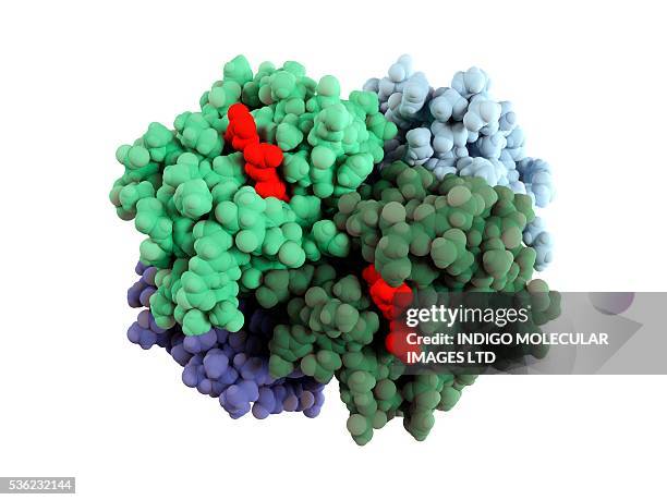 haemoglobin molecule. computer artwork showing the structure of a haemoglobin molecule. haemoglobin is a metalloprotein that transports oxygen around the body in red blood cells. each molecule consists of iron-containing haem groups and globin protei - eisen stock-grafiken, -clipart, -cartoons und -symbole