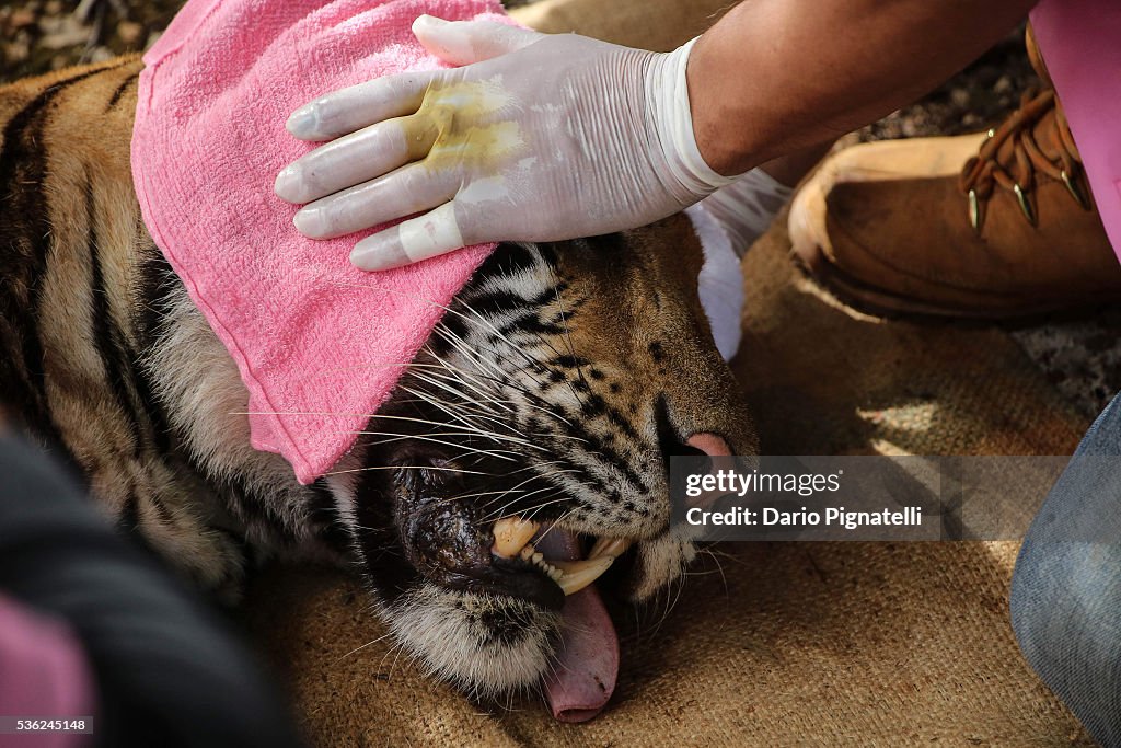 Wildlife Authorities Raid Thailand's Controversial "Tiger Temple"