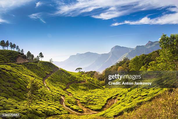 tea plantations - munnar photos et images de collection