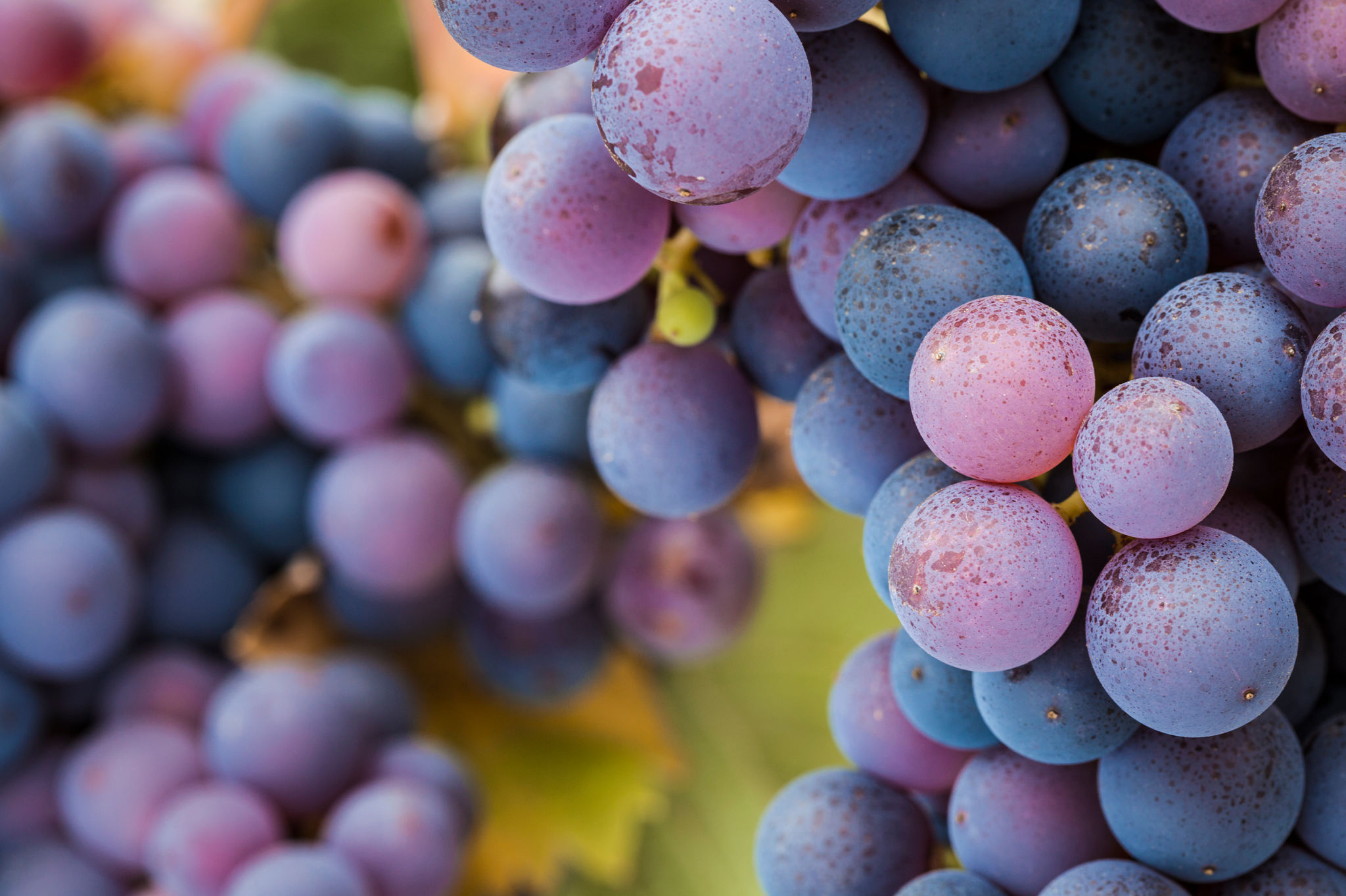 pinot noir