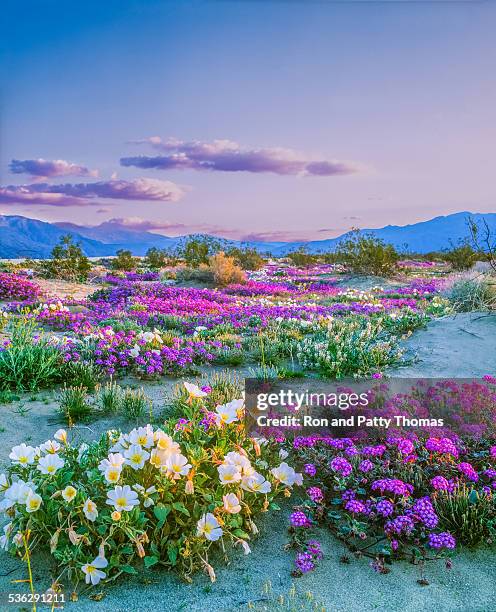 primavera fiori selvatici parco statale del deserto di anza borrego, california - fiore di campo foto e immagini stock