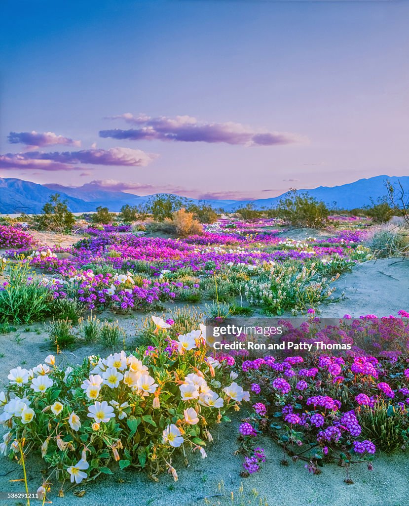Primavera wildflowers Parque estatal do deserto de Anza Borrego, Califórnia