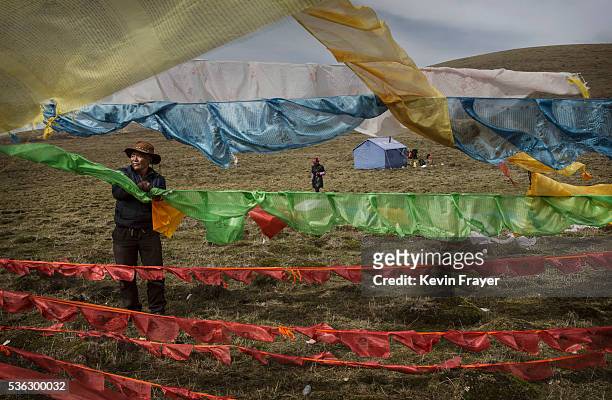 Tibetan nomad hangs prayer flags placed at his camp for picking cordycep fungus on the 15th day of Saka Dawa, the holiest day of the Buddhist...