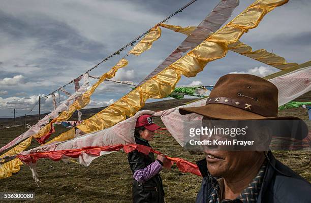 Tibetan nomads woman stand amongst prayer flags placed at their camp for picking cordycep fungus on the 15th day of Saka Dawa, the holiest day of the...
