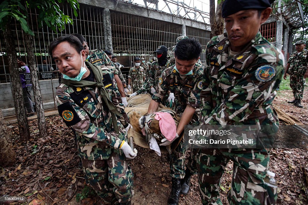 Wildlife Officials Raid Controversial Tiger Temple In Thailand