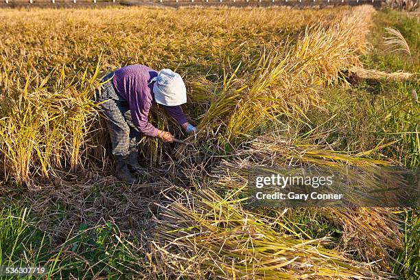 Chopping Rice Stalks 160 Japanese Rice Stalks Stock Photos, High-Res Pictures, and Images ...