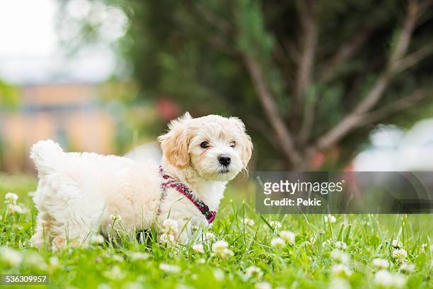 cute puppy outdoor - small cotton plant stockfoto's en -beelden