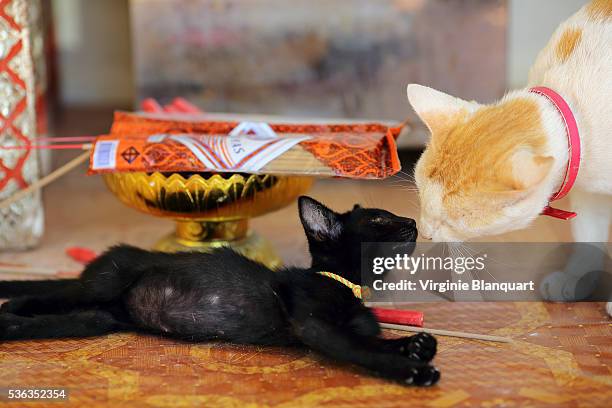 black kitten with her mother in wat plaie laem, koh samui - plaie stock-fotos und bilder