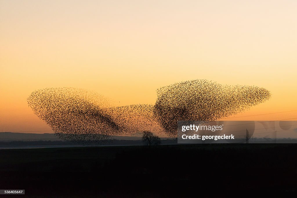 Große murmuration von starlings in der Dämmerung