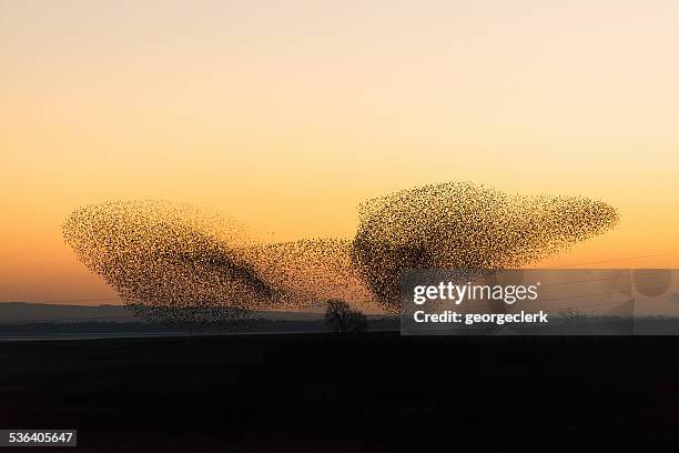 large murmuration of starlings at dusk - songbird flying stock pictures, royalty-free photos & images