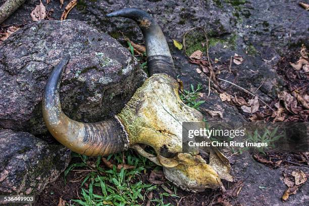indian bison skull in wildlife sanctuary - indian bison stock pictures, royalty-free photos & images