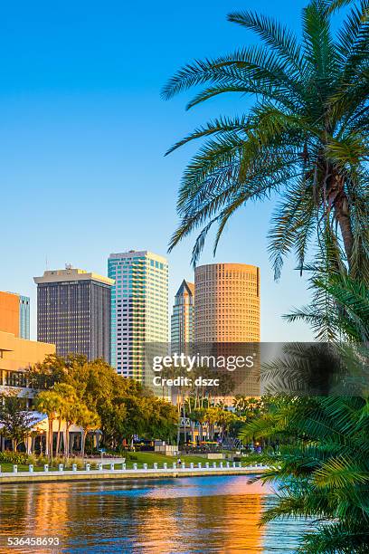 de tampa, florida, y de la ciudad, paisaje de la ciudad, rascacielos y palmeras, copyspace, vertical cubierta - tampa fotografías e imágenes de stock