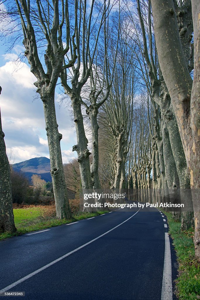 Open Road between Plane Trees in France