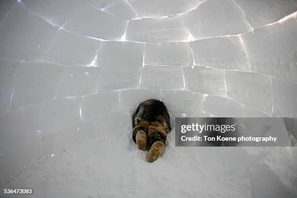 inuit boy in an iglo - iglu fotografías e imágenes de stock