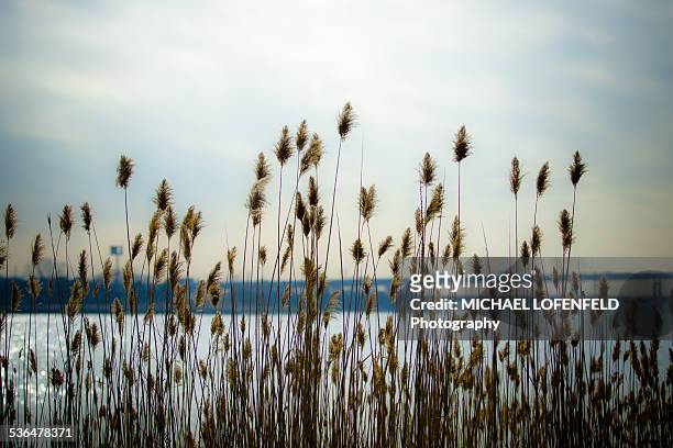 pampas grass during winter season - bayonne new jersey stock pictures, royalty-free photos & images