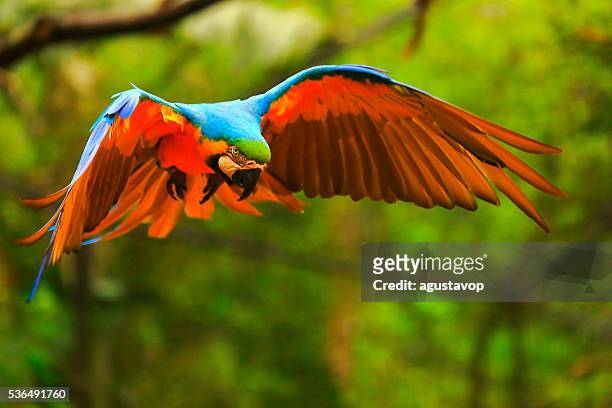 青黄色マコー鳥飛ぶ、翼を広げる、ブラジルアマゾン熱帯雨林