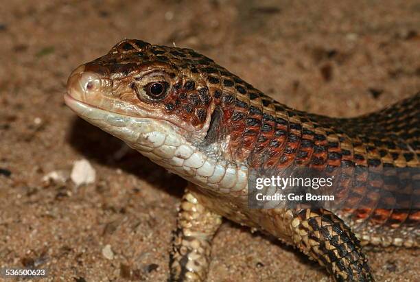 sudan great plated lizard - plated lizard stock pictures, royalty-free photos & images