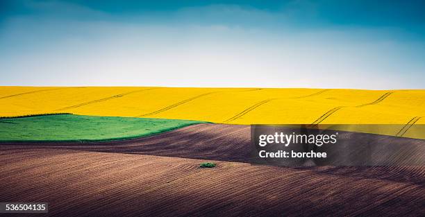 multi colored panoramic spring field - koolzaad stockfoto's en -beelden