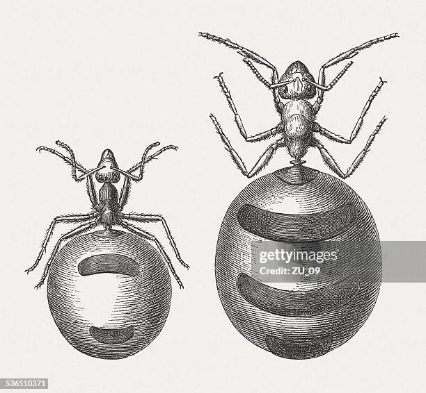 american (left) and australian honeypot ant, wood engraving, published 1883 - honeypot ant stock illustrations