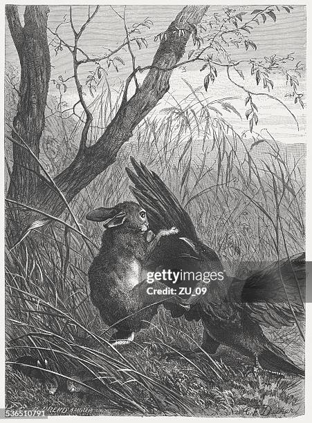 hare defends his offspring against a ravens, published in 1883 - 1883 2015 stock illustrations