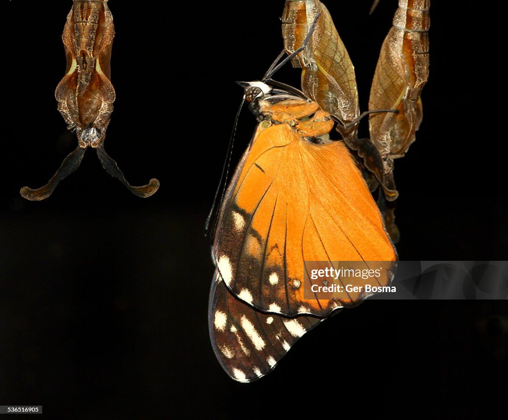 Red Cracker and Pupa